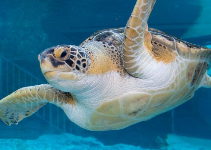 Harry-the-green-sea-turtle_Credit_Kassie_OBrien__Mote_Marine_Laboratory