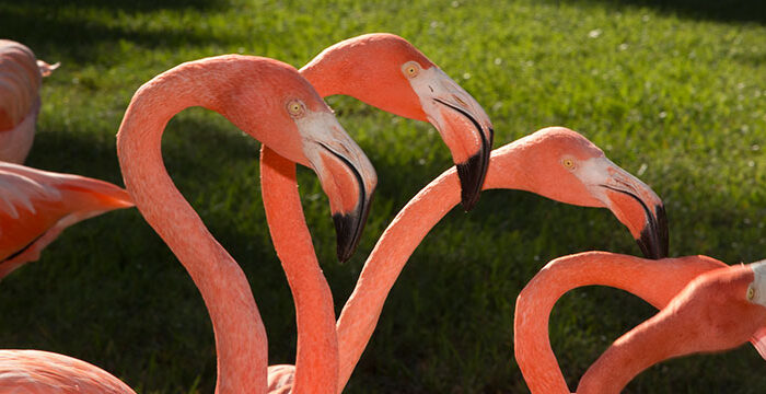 Jungle Gardens Flamingobanner03