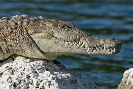 Aligator at Myakka State Park